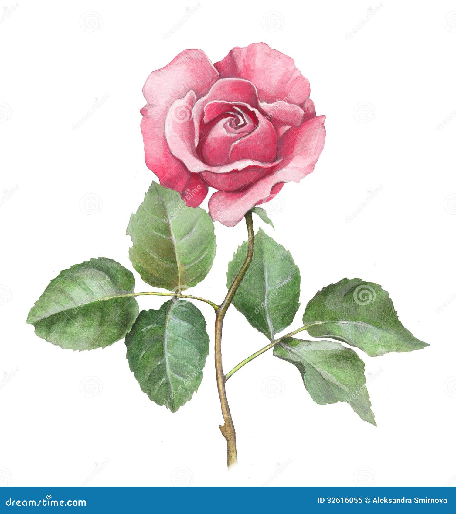 Watercolor Illustration Of Rose Royalty Free Stock Photo - Image: 32616055