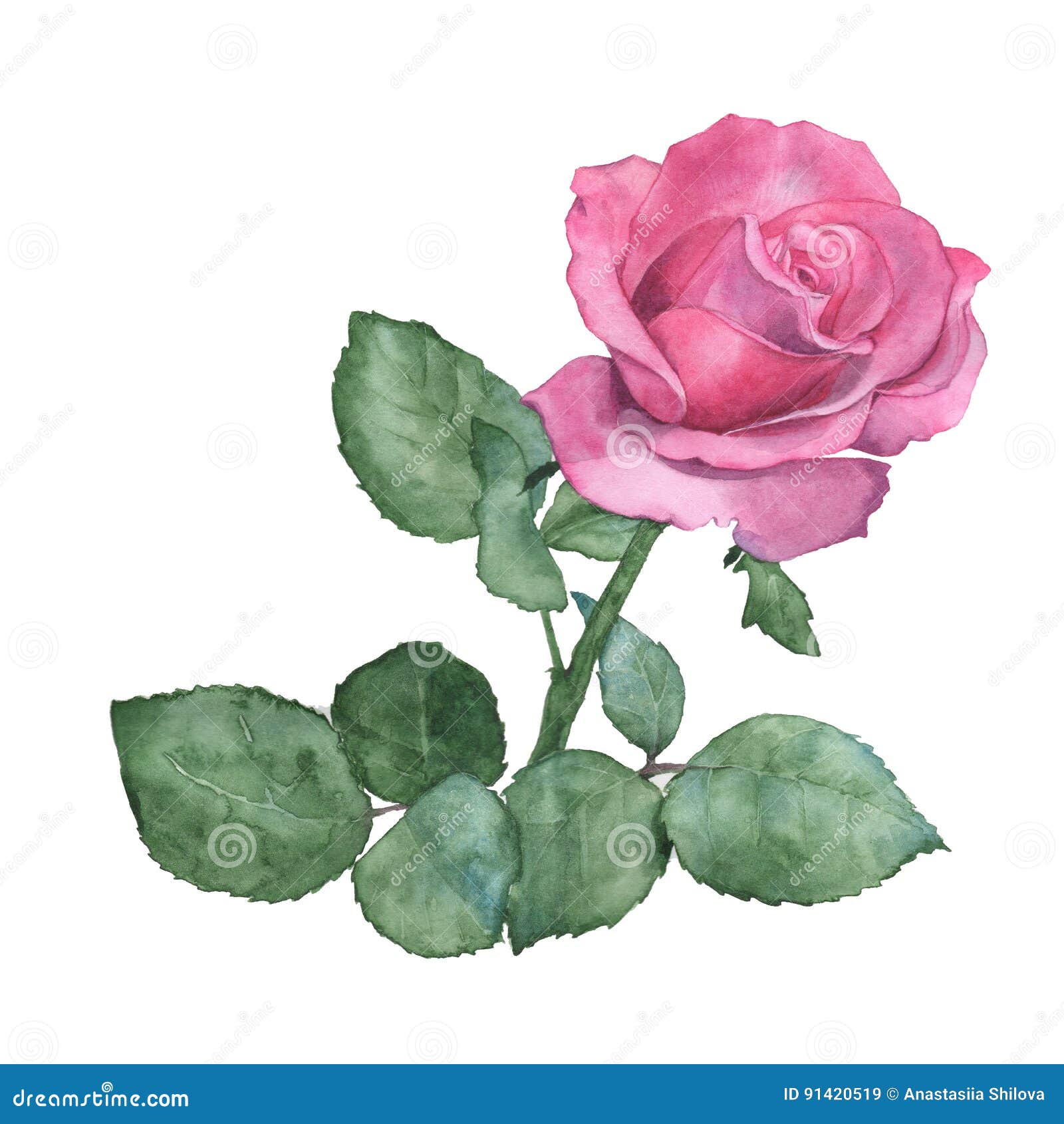 Watercolor Illustration of a Rose. Stock Illustration - Illustration of ...