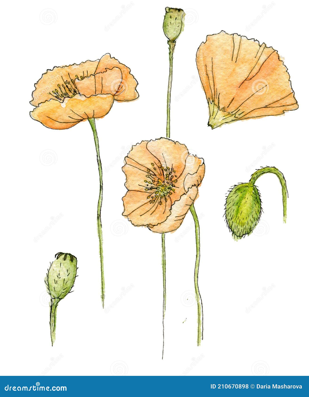 Watercolor Illustration Set of Poppy Heades and Flowers in Sketch Style ...