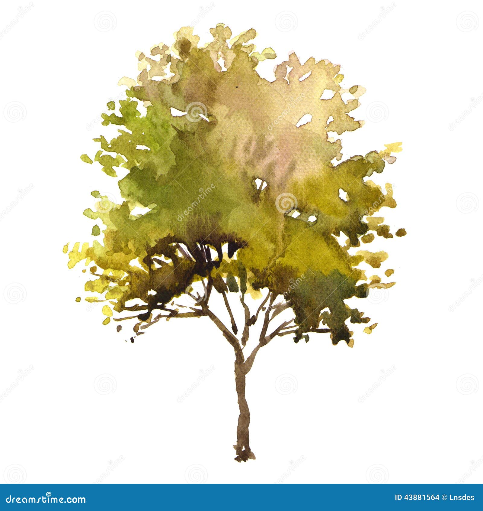 Watercolor Illustration Tree Stock Illustration Illustration of