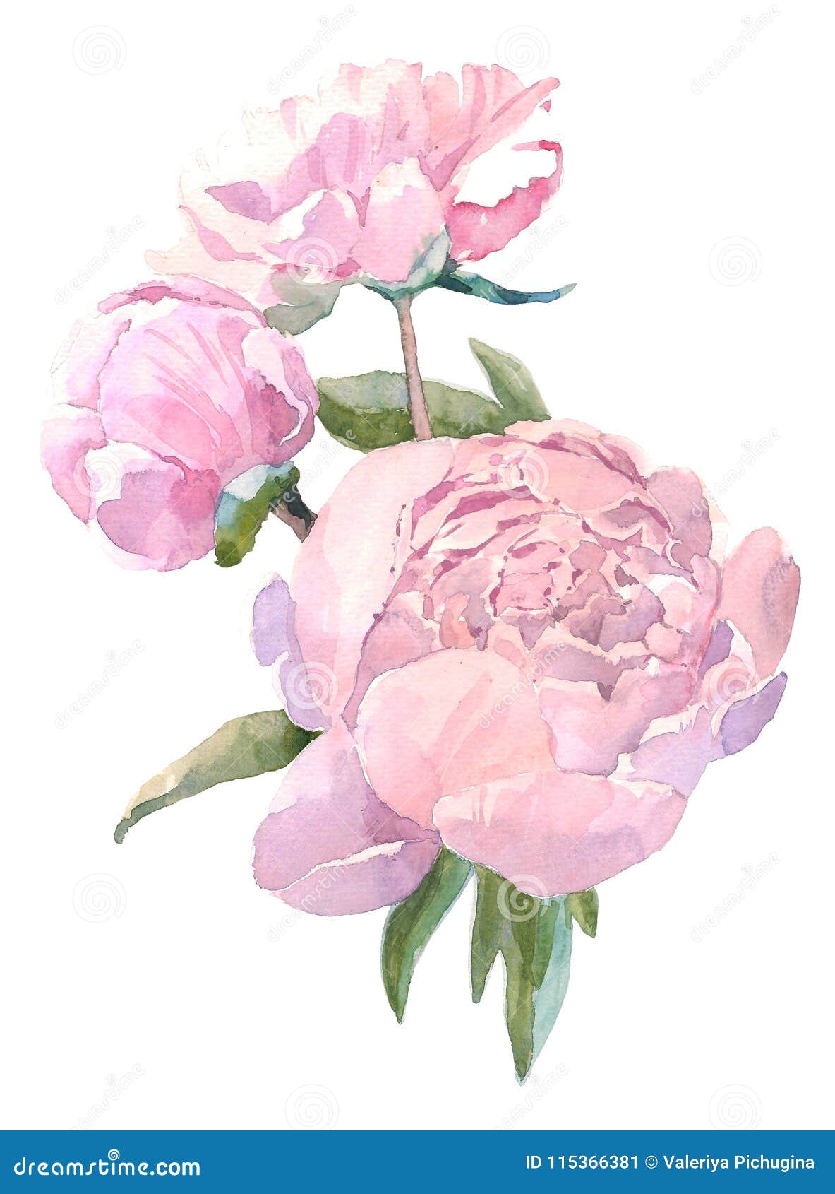 Watercolor Illustration Vintage Bouquet of Flowers, Peonies. Hand Drawn  Illustration Isolated on White Background Stock Illustration - Illustration  of isolated, beautiful: 115366381