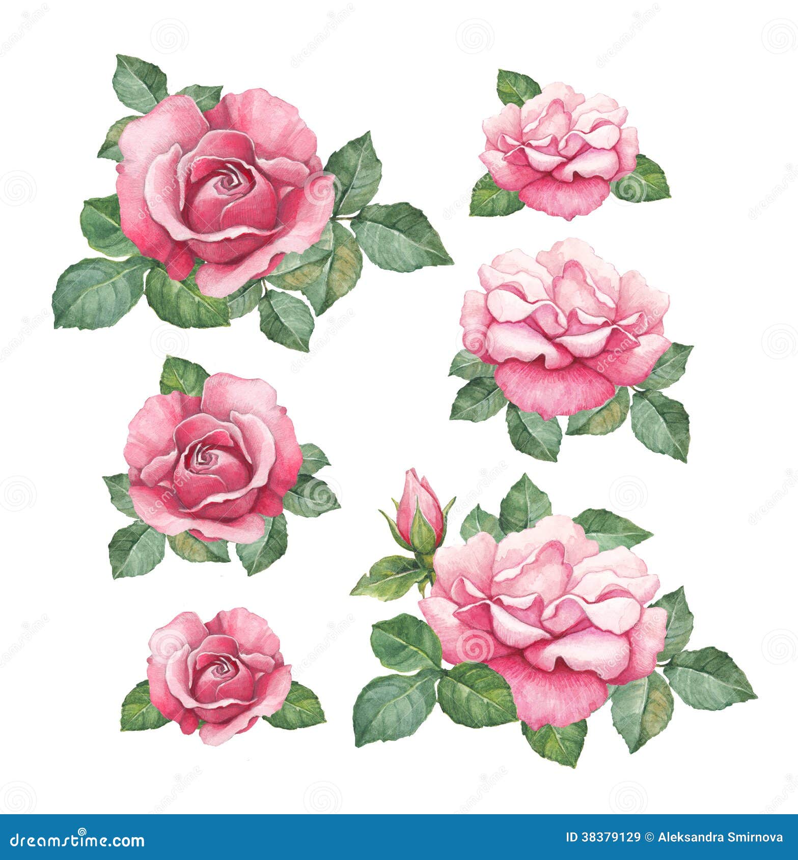 Watercolor Illustrations Of Roses Stock Illustration - Image: 38379129