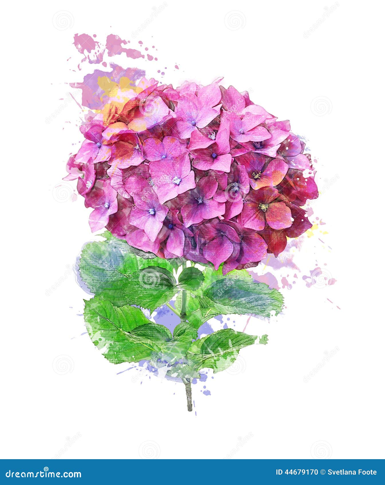 green hydrangea clip art - photo #21