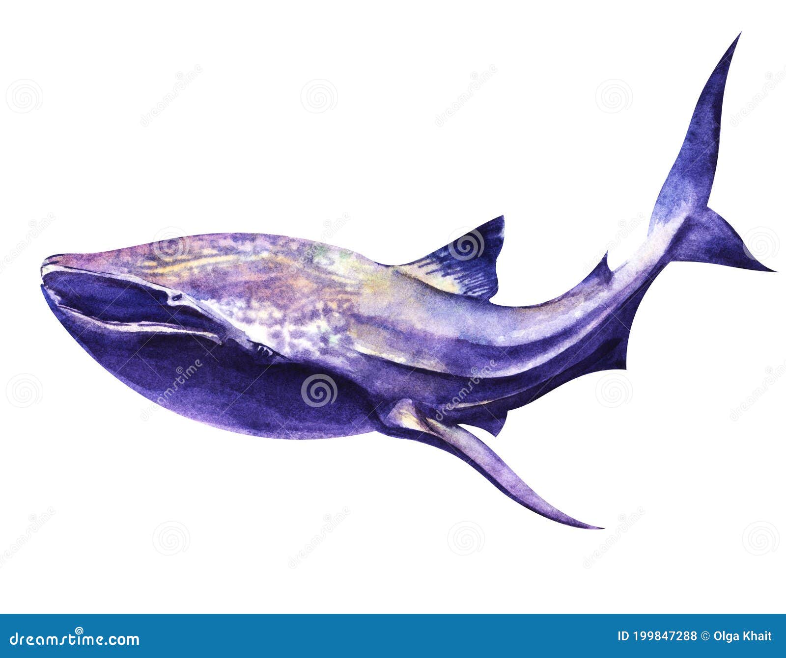 Whale Shark Illustration Poster | Zazzle