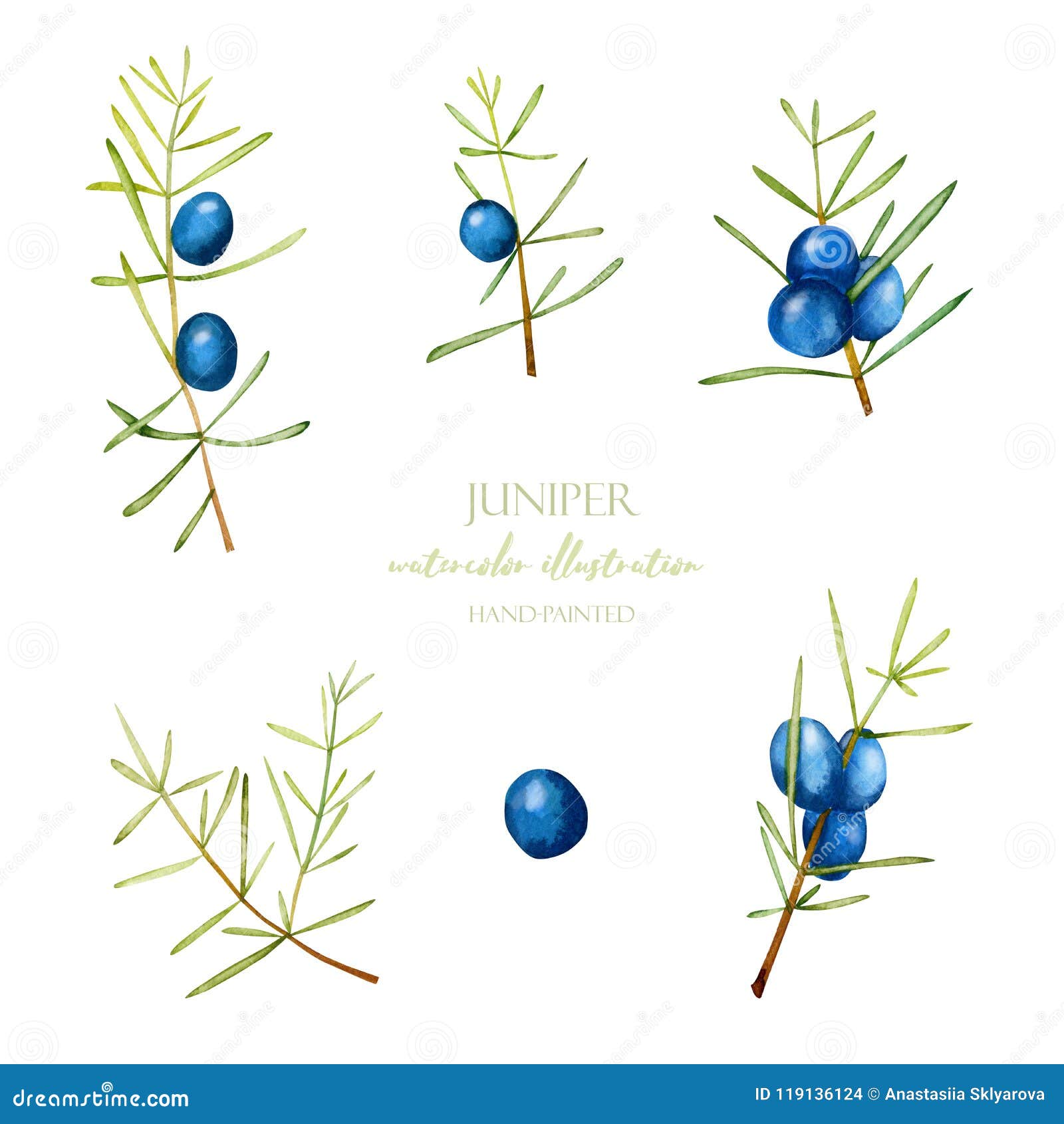 Watercolor Juniper Branches Illustration Collection Stock Illustration ...