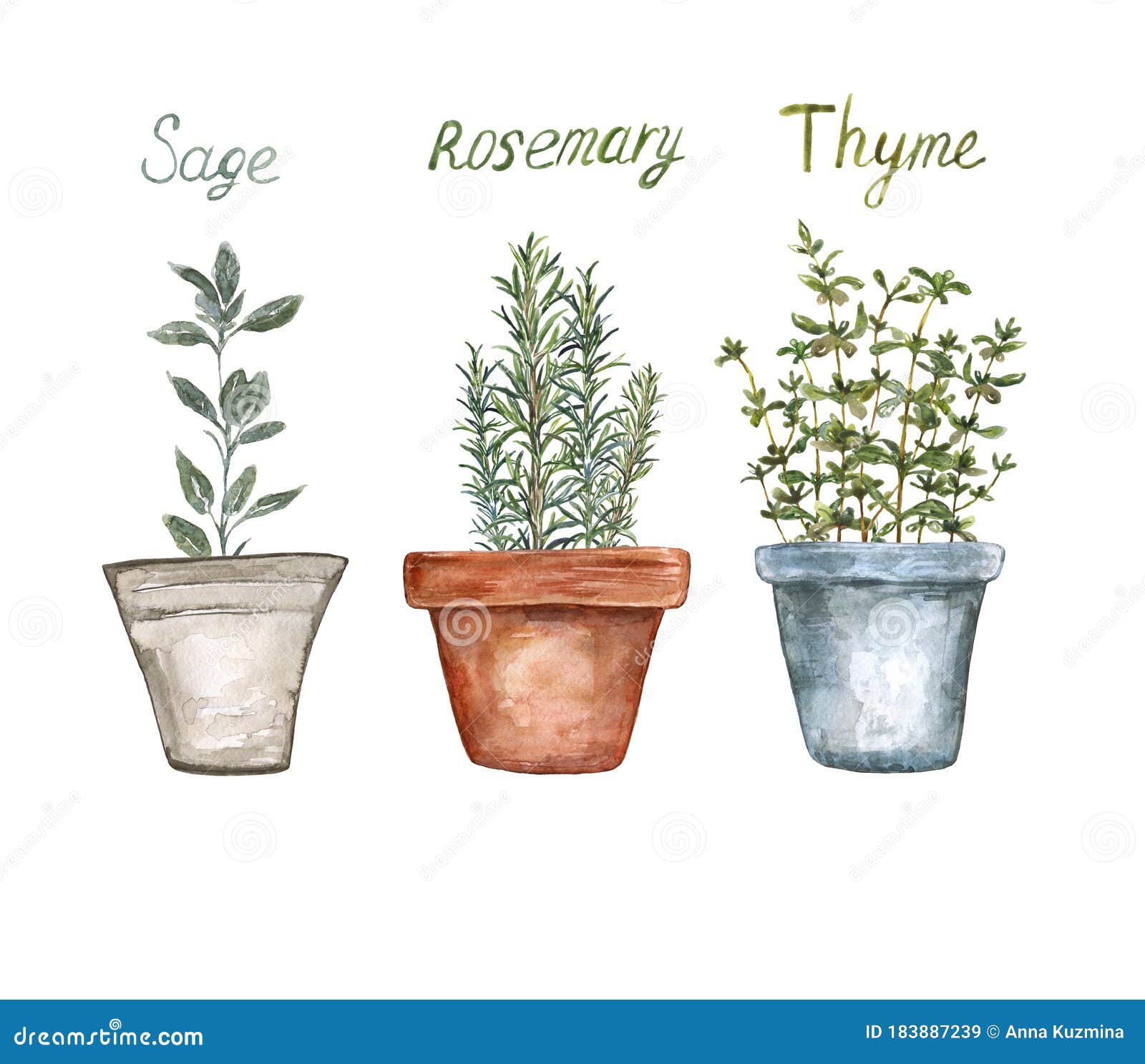 watercolor kitchen culinary herb plants . rosemary, sage, thyme in pots,  on white background. botanical art