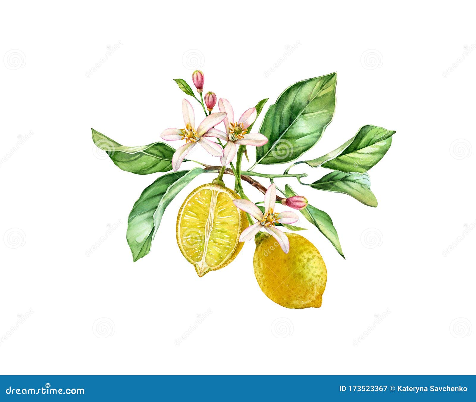 Top more than 141 lemon plant drawing - seven.edu.vn