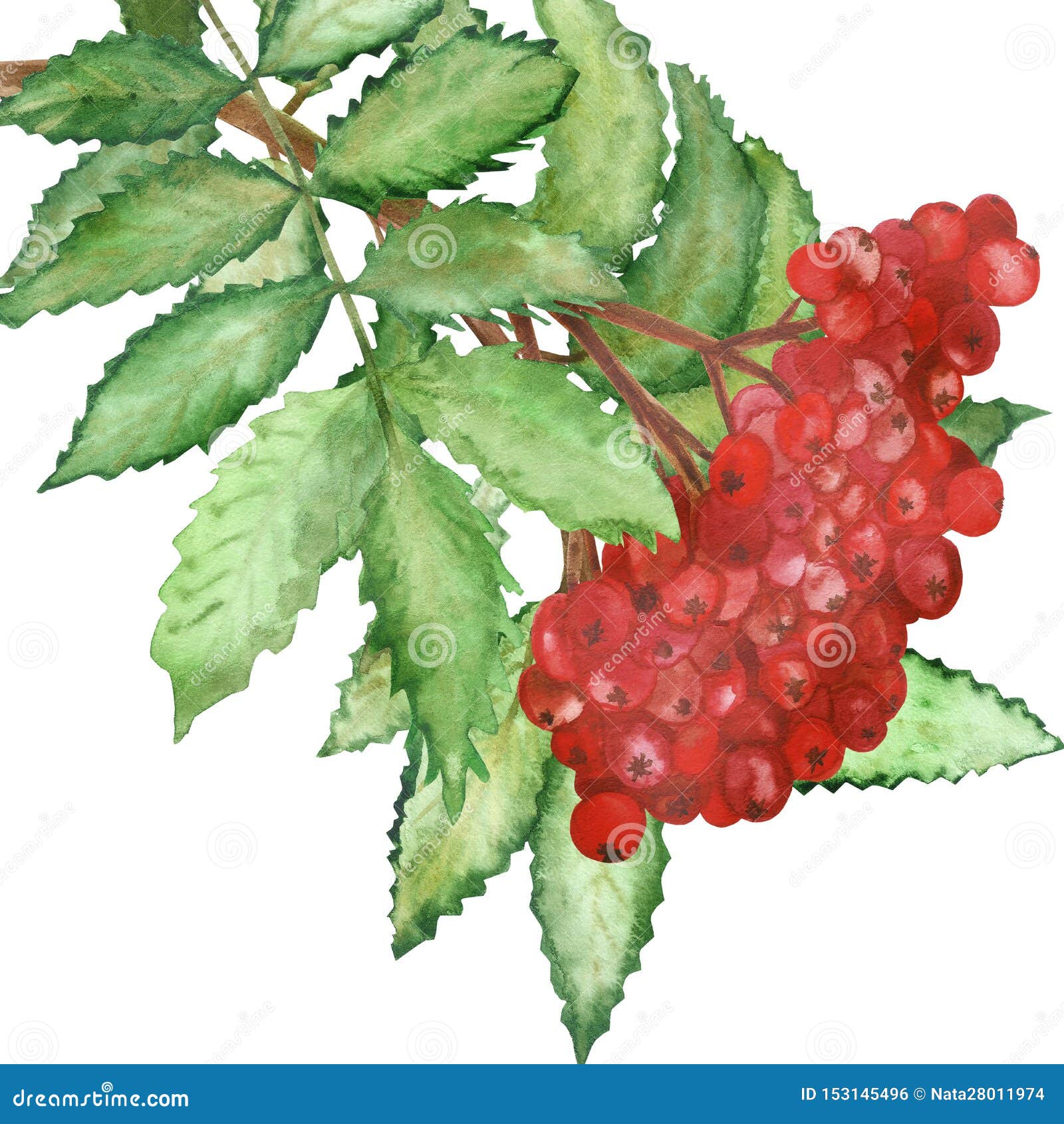 Watercolor Lush Branch of Red Rowan Berries with Green Leaves Isolated ...