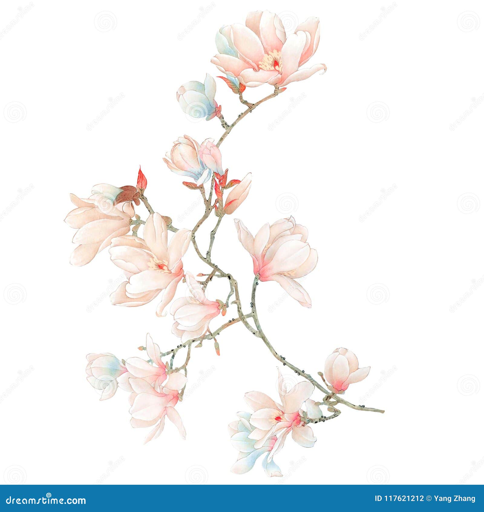 Watercolor Magnolia Flowers And Branches Stock Illustration Illustration Of Season Leaf 117621212