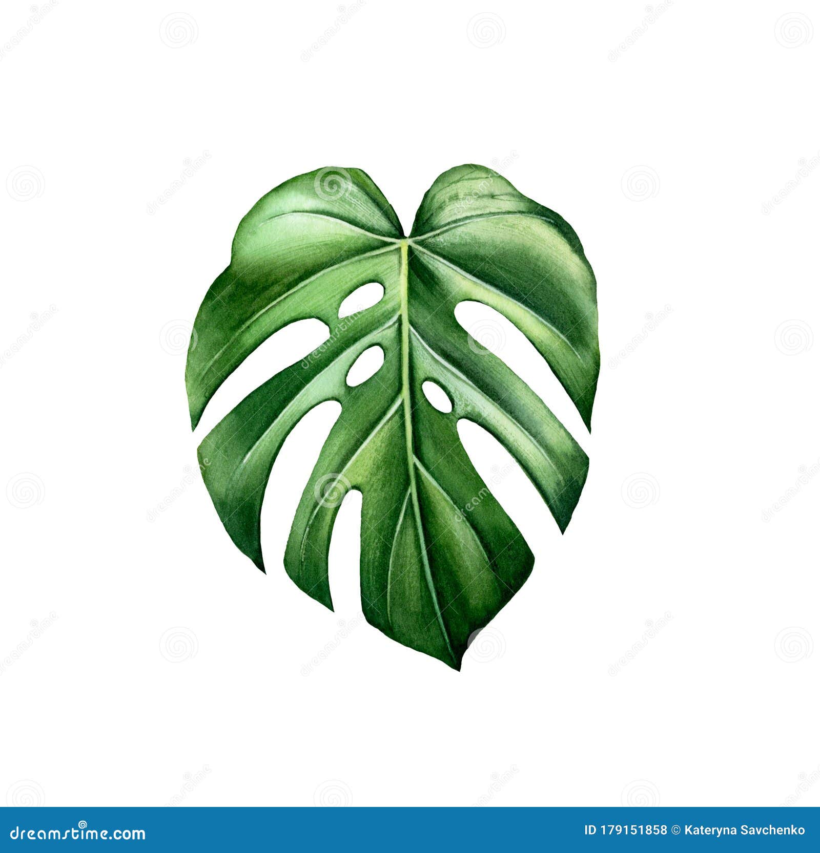 watercolor monstera leaf. exotic green plant  on white. hand painted detailed artwork. realistic botanical