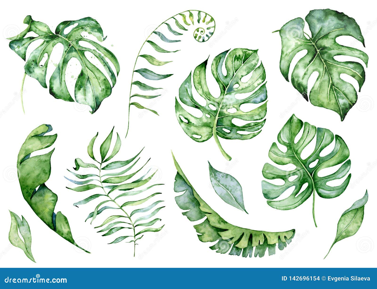 watercolor monstera leaves set. tropical plant 