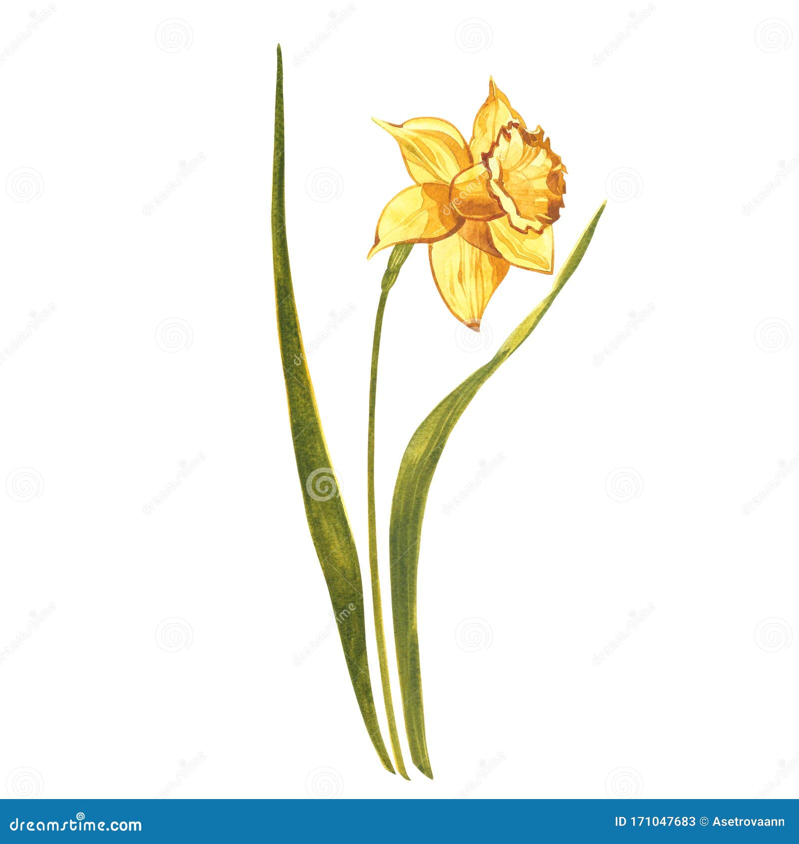 Watercolor Narcissus. Wild Flower Set Isolated on White. Botanical ...