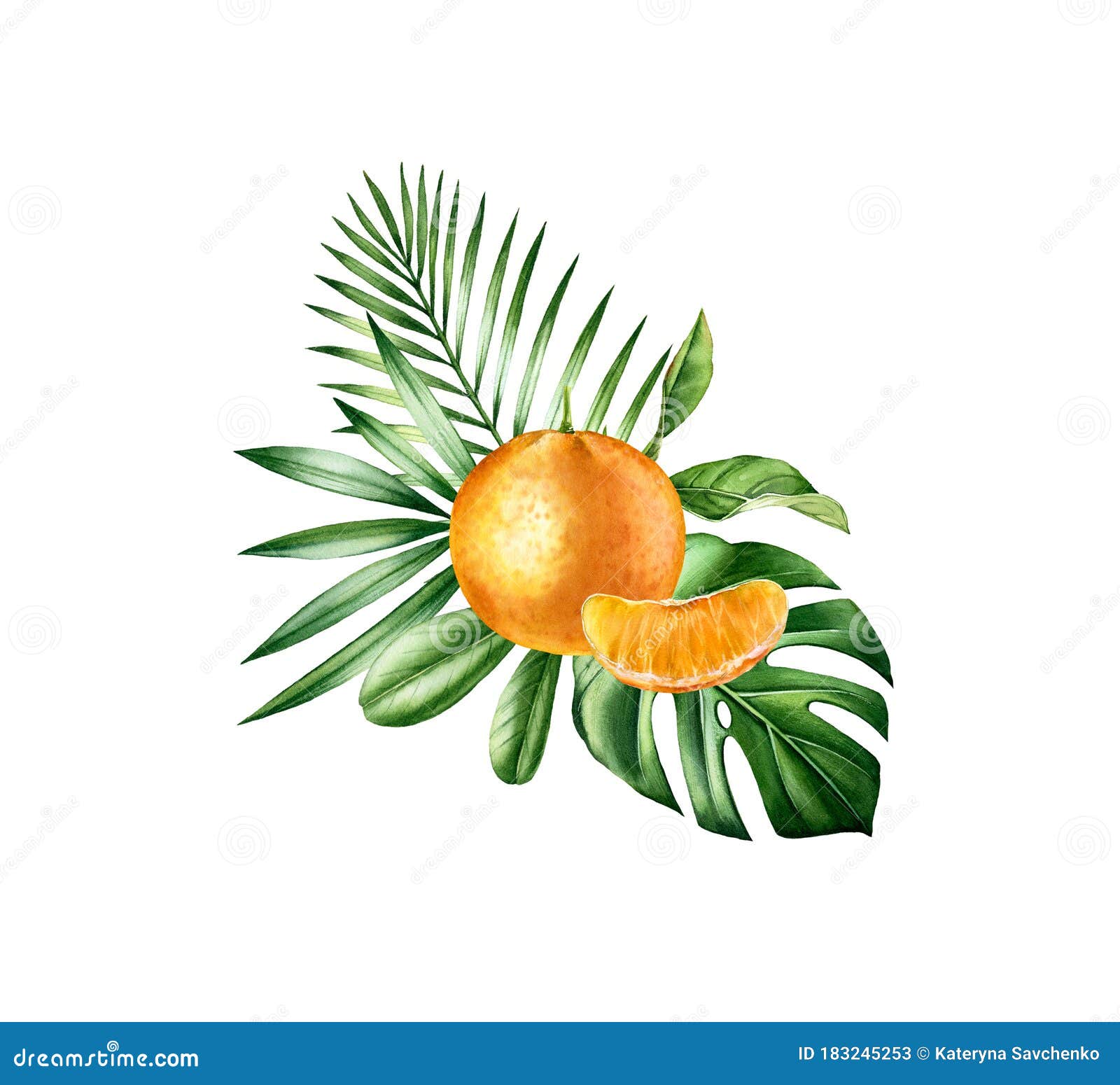 Download Watercolor Orange Fruits. Tropical Food Arrangement With ...