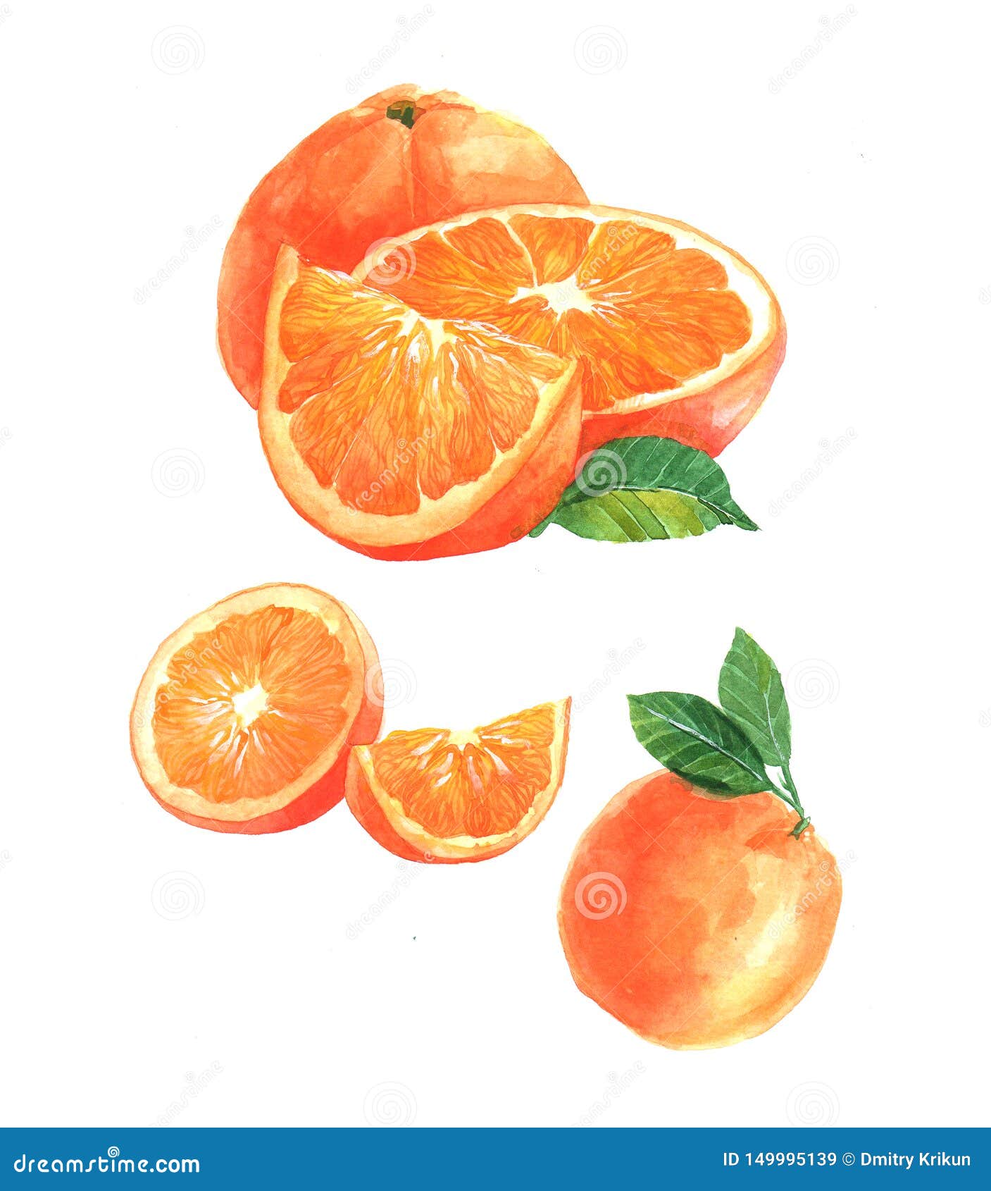 Watercolor Orange And Sliced Orange Fruit Isolated Stock