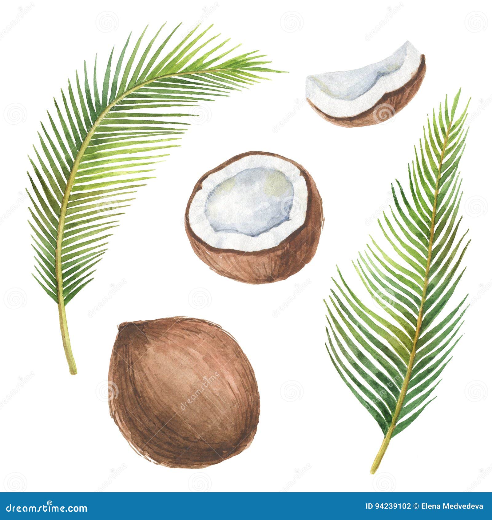 Watercolor Organic Set of Coconut and Palm Trees Isolated on White ...