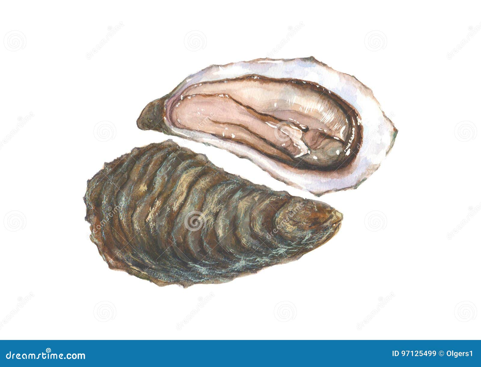 Watercolor Oyster, Isolated on White Background Stock Vector Illustration of watercolor, ocean