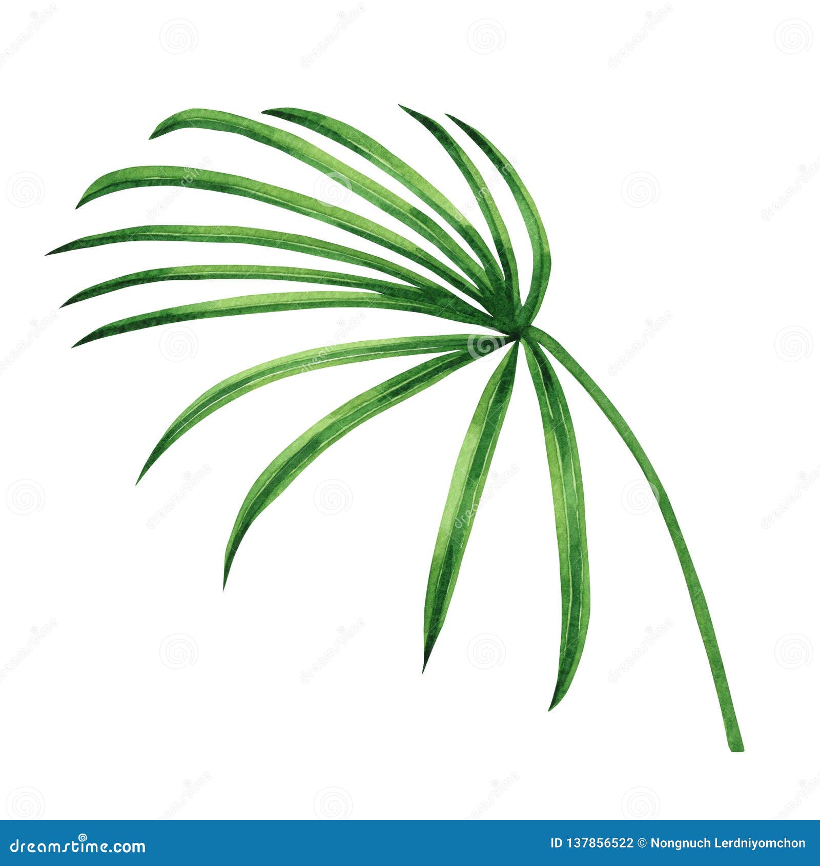 Watercolor Painting Coconut Palm Leaf Green Leaves Isolated On
