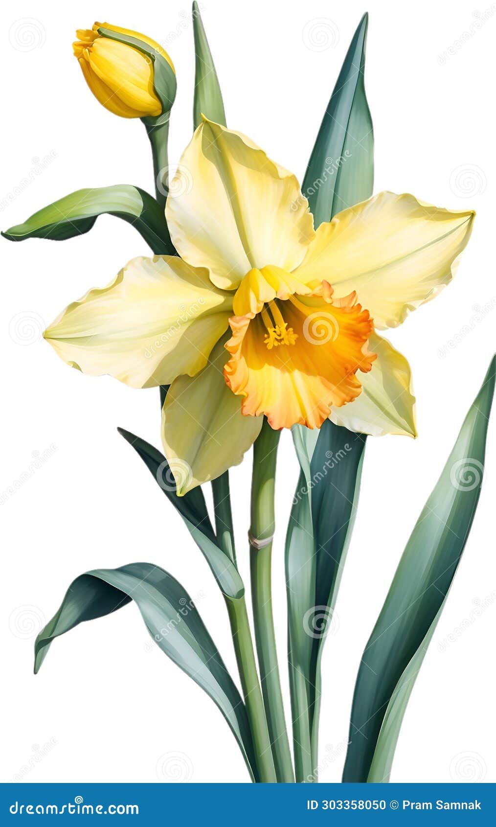 Watercolor Painting of Daffodil Flower. Illustration of Flowers. AI ...