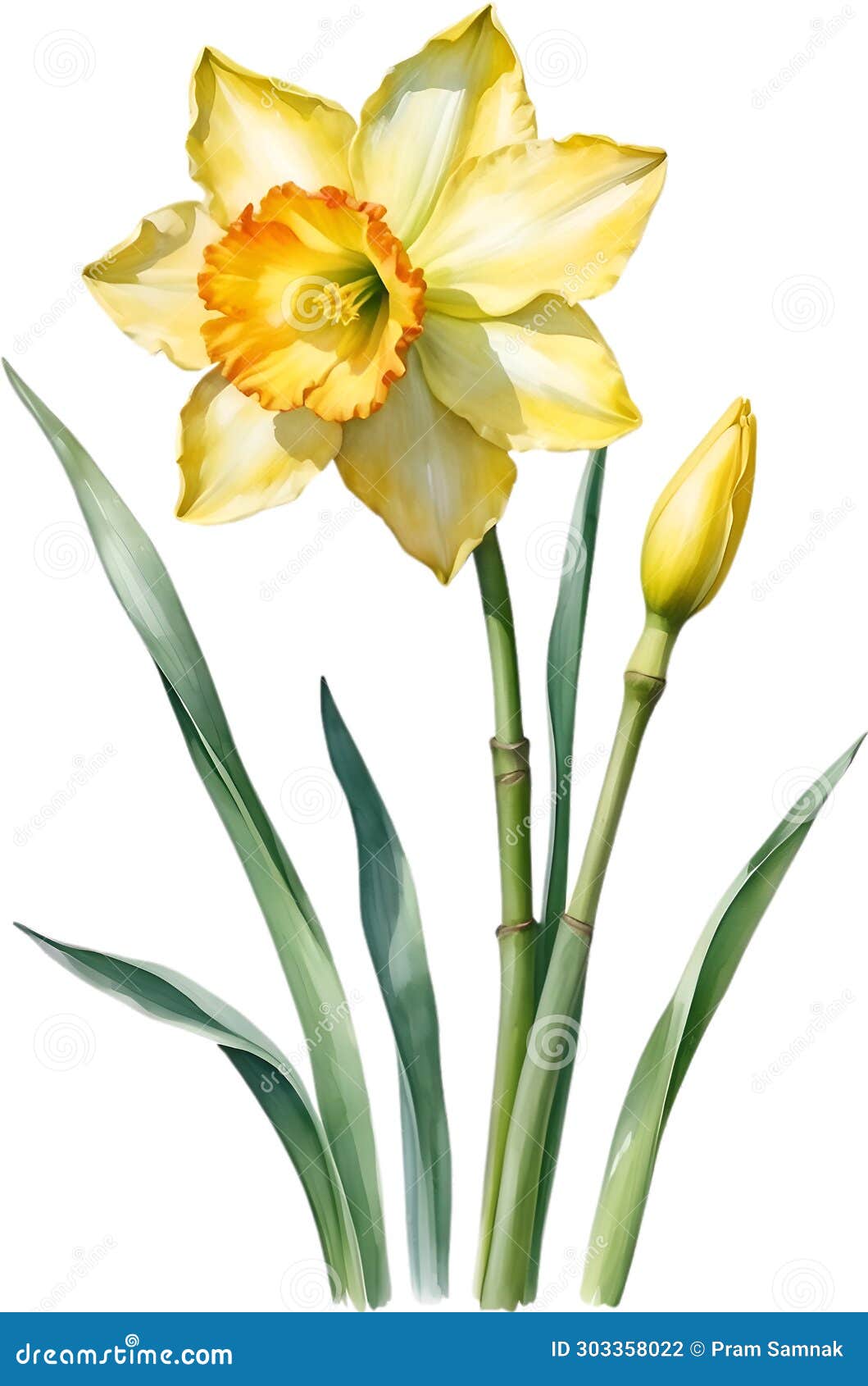 Watercolor Painting of Daffodil Flower. Illustration of Flowers. AI ...