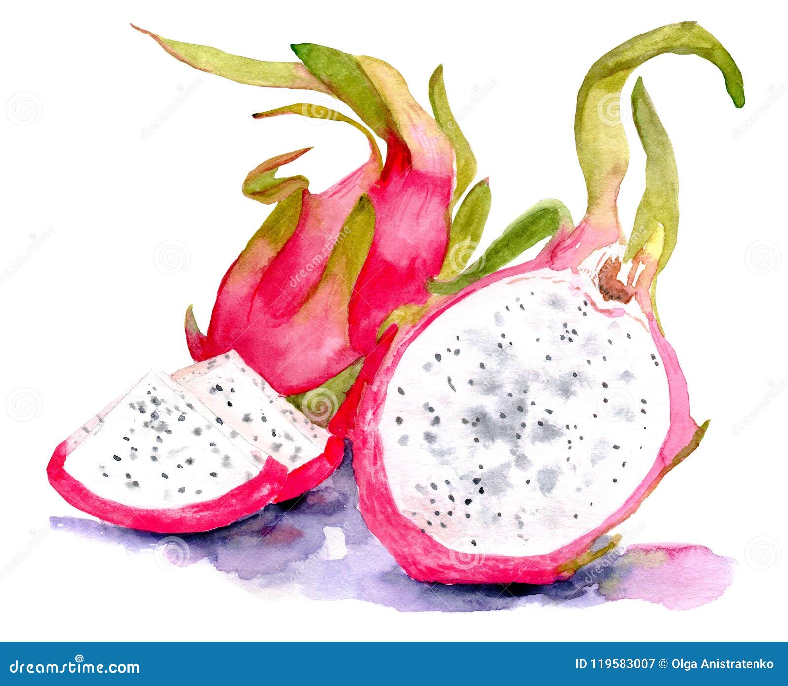 Watercolor Painting of Fruit. Dragon Fruit Stock Illustration ...