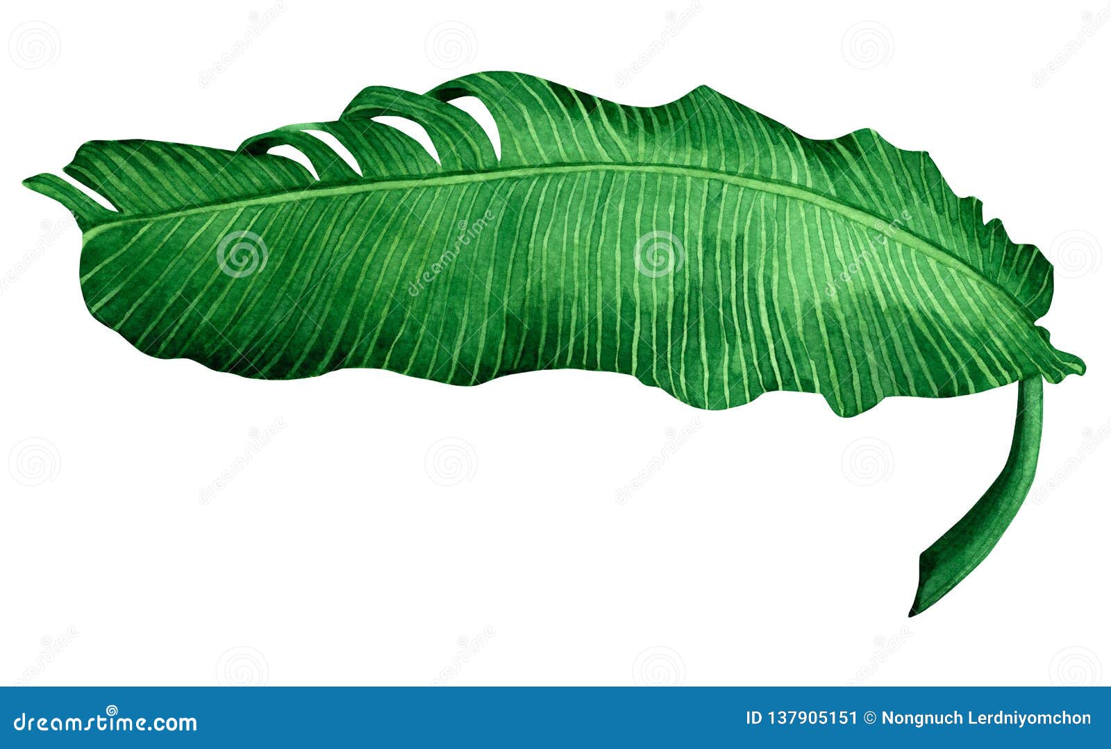 Banana Leaf Painted Stock Illustrations – 2,830 Banana Leaf Painted Stock  Illustrations, Vectors & Clipart - Dreamstime