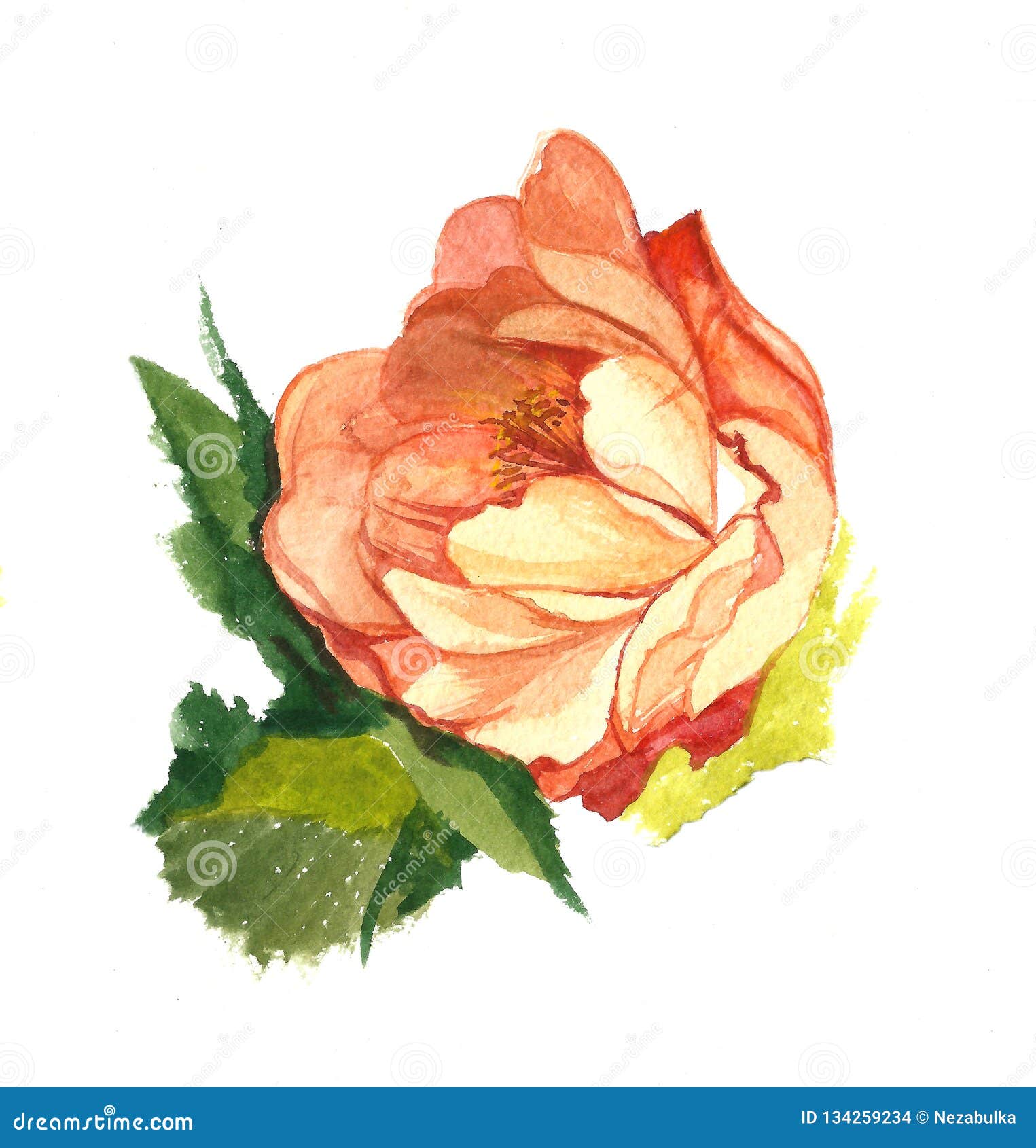 Watercolor Painting of One Red Rose Stock Illustration - Illustration ...