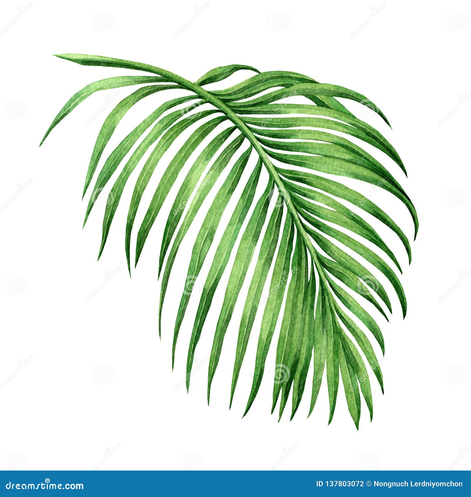 Palm Leaf Coconut Wallpaper Stock Illustrations – 8,120 Palm Leaf Coconut  Wallpaper Stock Illustrations, Vectors & Clipart - Dreamstime