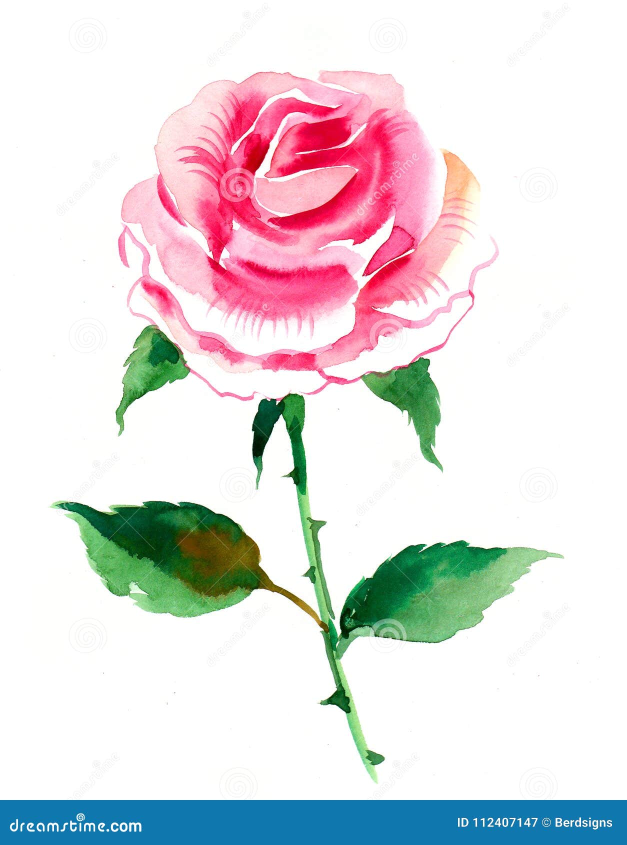 Pink watercolor rose stock illustration. Illustration of artwork ...