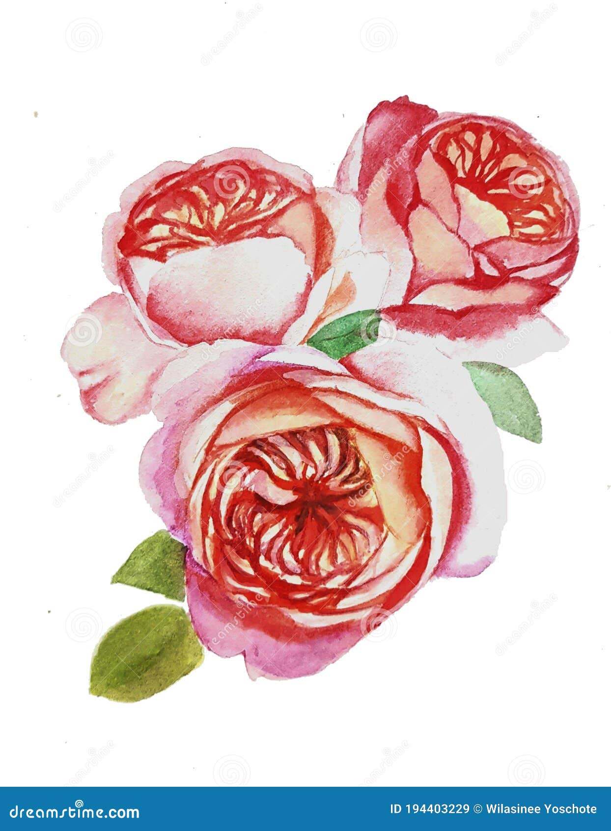 Watercolor Painting of Three Pink Roses Stock Illustration ...