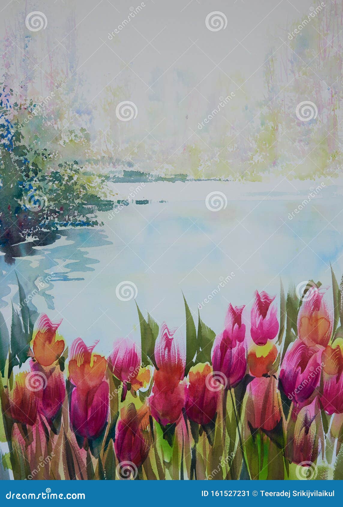 Watercolor Painting Of Tulips In The Garden Stock Illustration Illustration Of Fresh Plant Watercolor Painting Of Tulips In The Garden Stock Illustration Illustration Of Fresh Plant