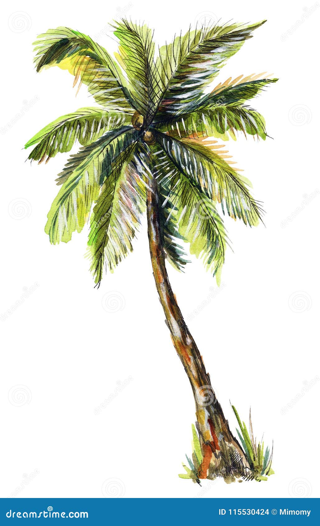 Watercolor Palm Tree Stock Illustrations – 12,12 Watercolor Palm