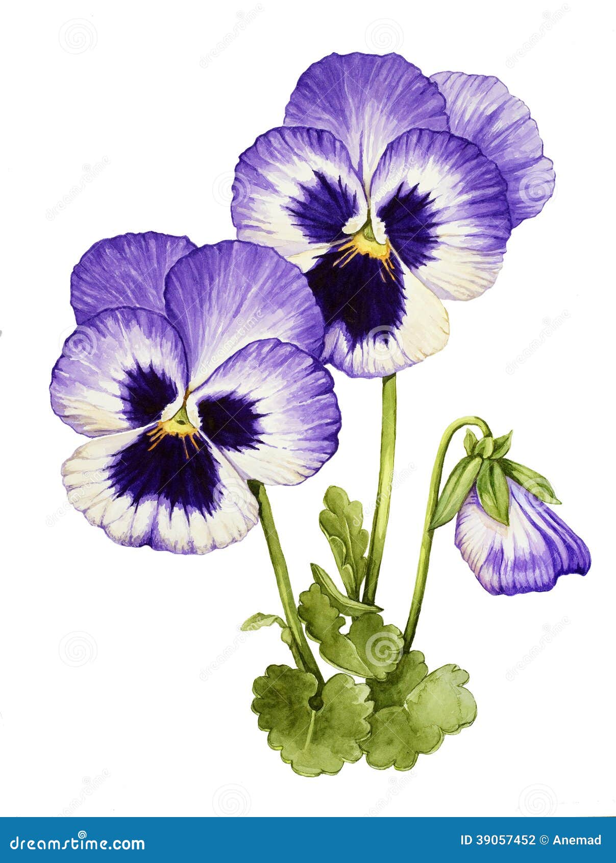 Watercolor with Pansies stock illustration. Image of pansy - 39057452