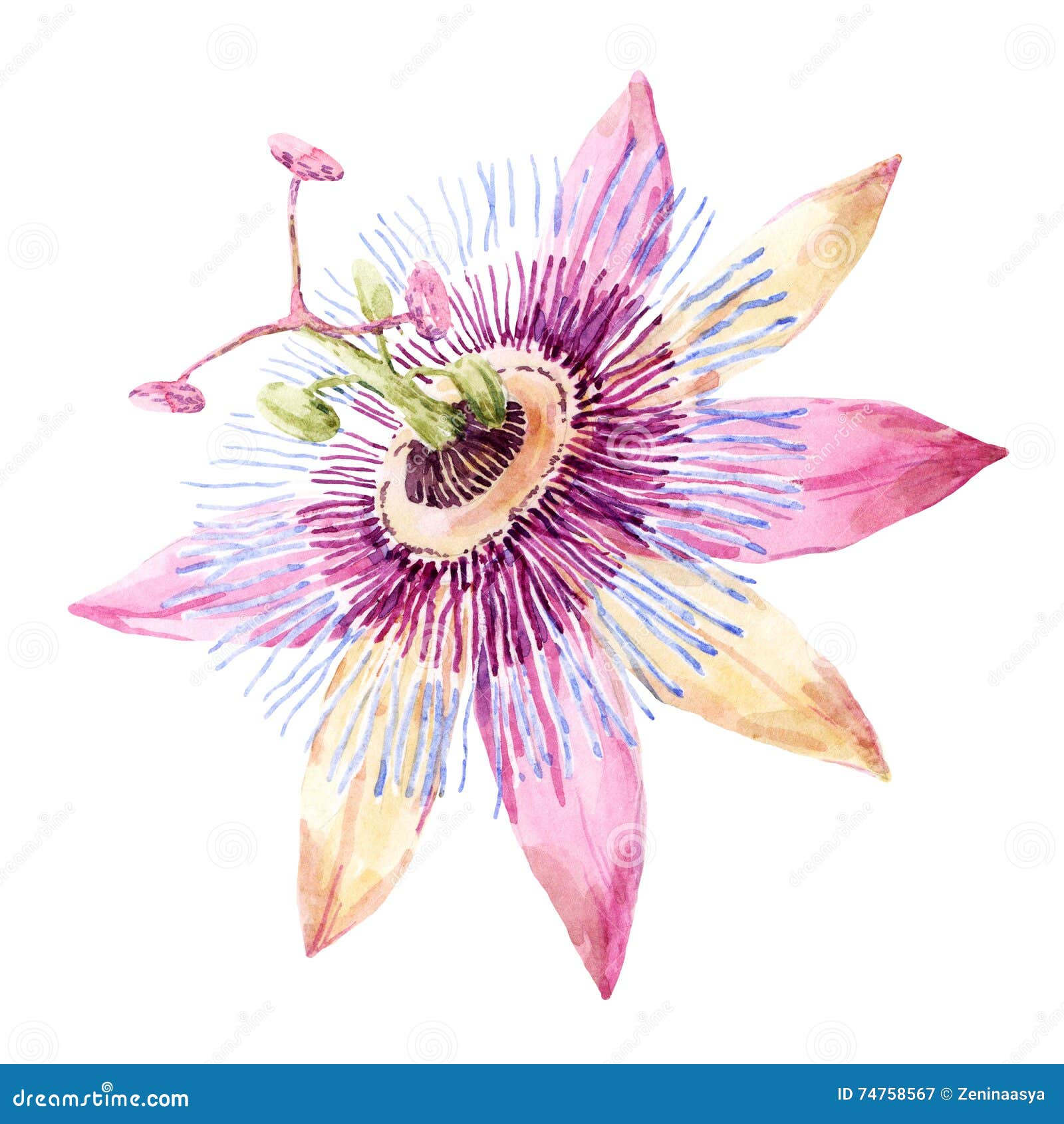 Watercolor passion flower stock illustration. Illustration of floral 74758567