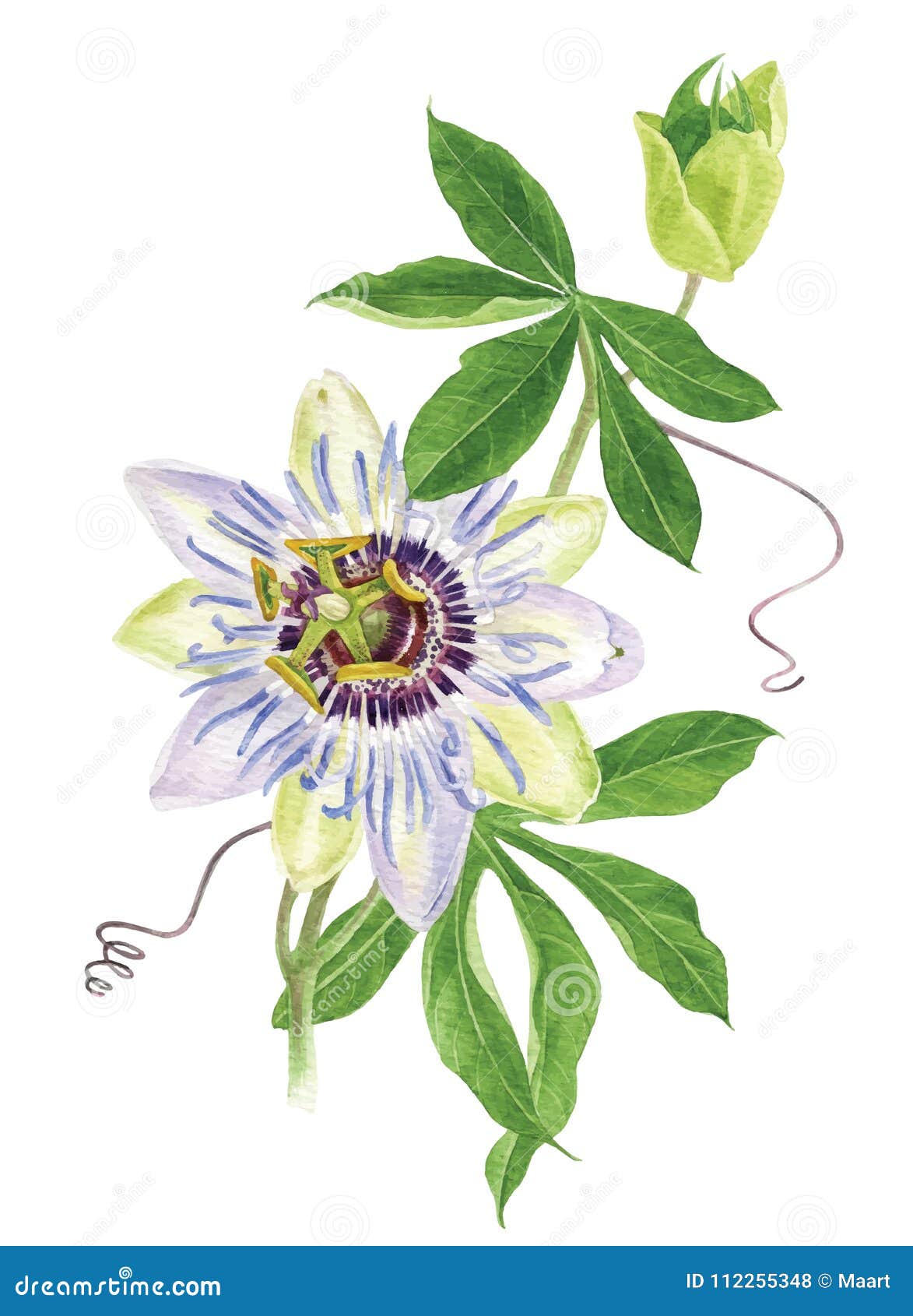 watercolor passion flower branch
