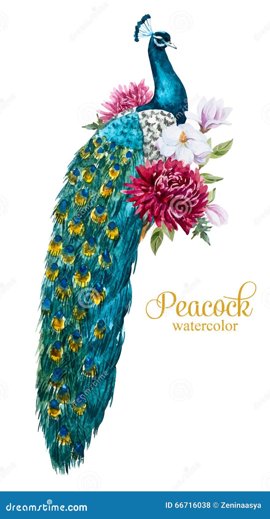 Watercolor Peacock With Flowers Stock Vector - Image: 66716038