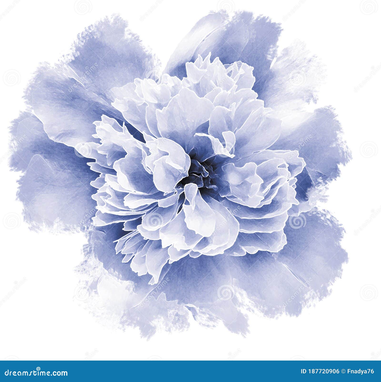 Watercolor Peony Flower Blue Flower Isolated On A White Background