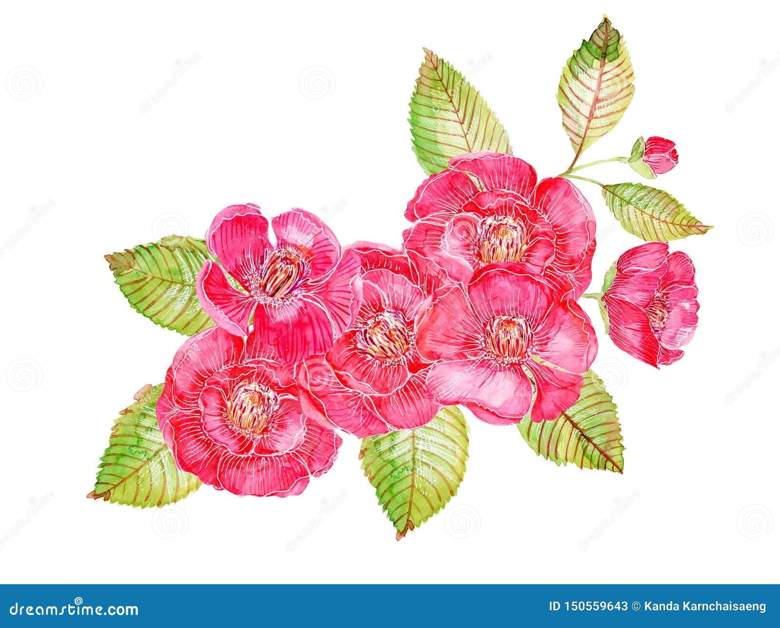 Watercolor Pink Red Sweet Camelia Japan Flower and Cherry Blossom ...