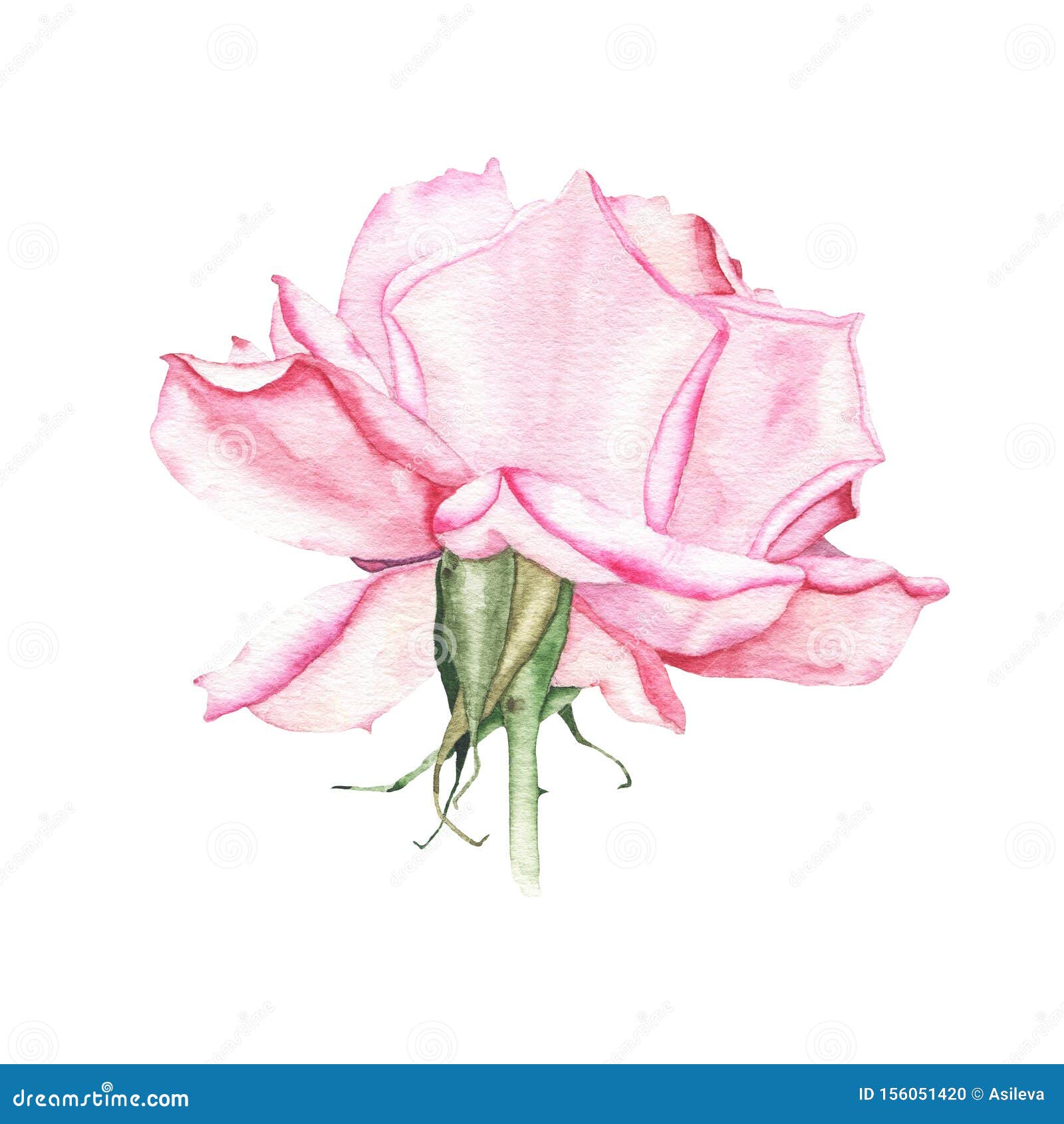 Watercolor Pink Rose Flower Plant Herb Spring Flora Isolated Stock ...