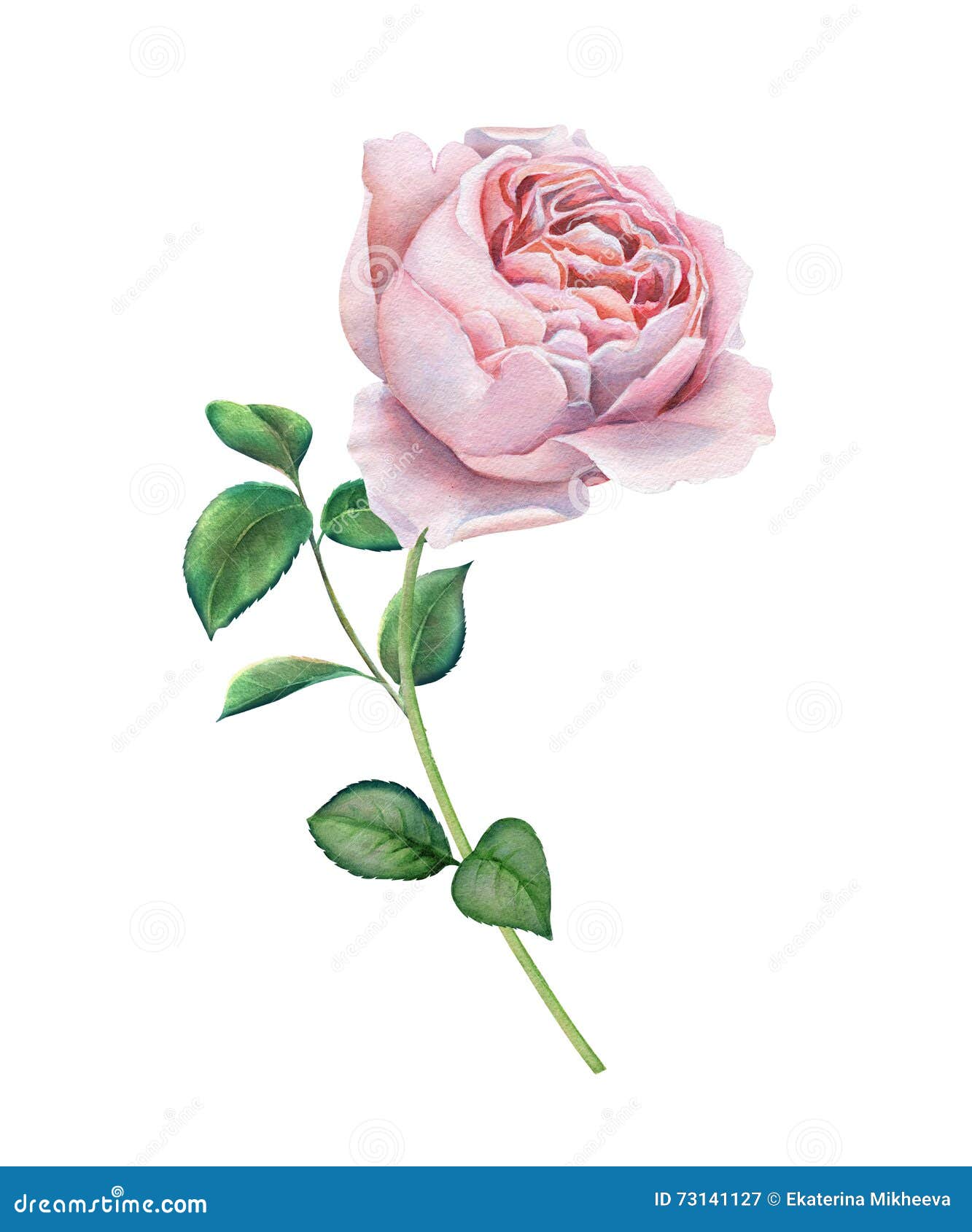 Watercolor pink rose stock illustration. Illustration of blooming ...