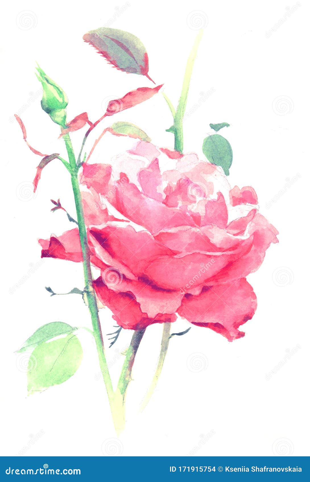 Watercolor Pink Rose, Hand Paint Illustration Isolated on White Stock ...