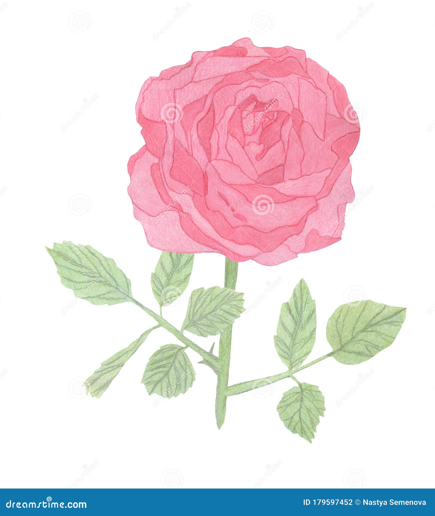 Watercolor Pink Rose - One Flower Isolated on White Background. Hand ...