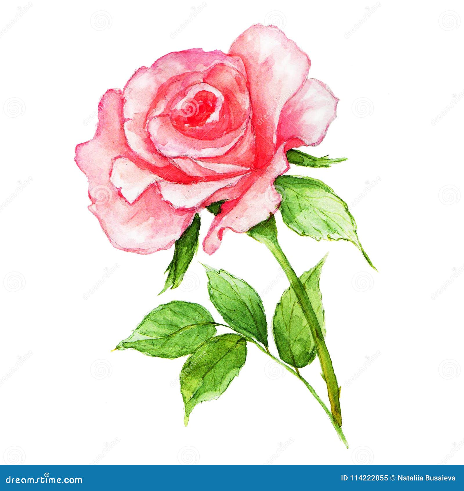 Watercolor Pink Rose on White Background. Fresh Flowering Rose Stock ...