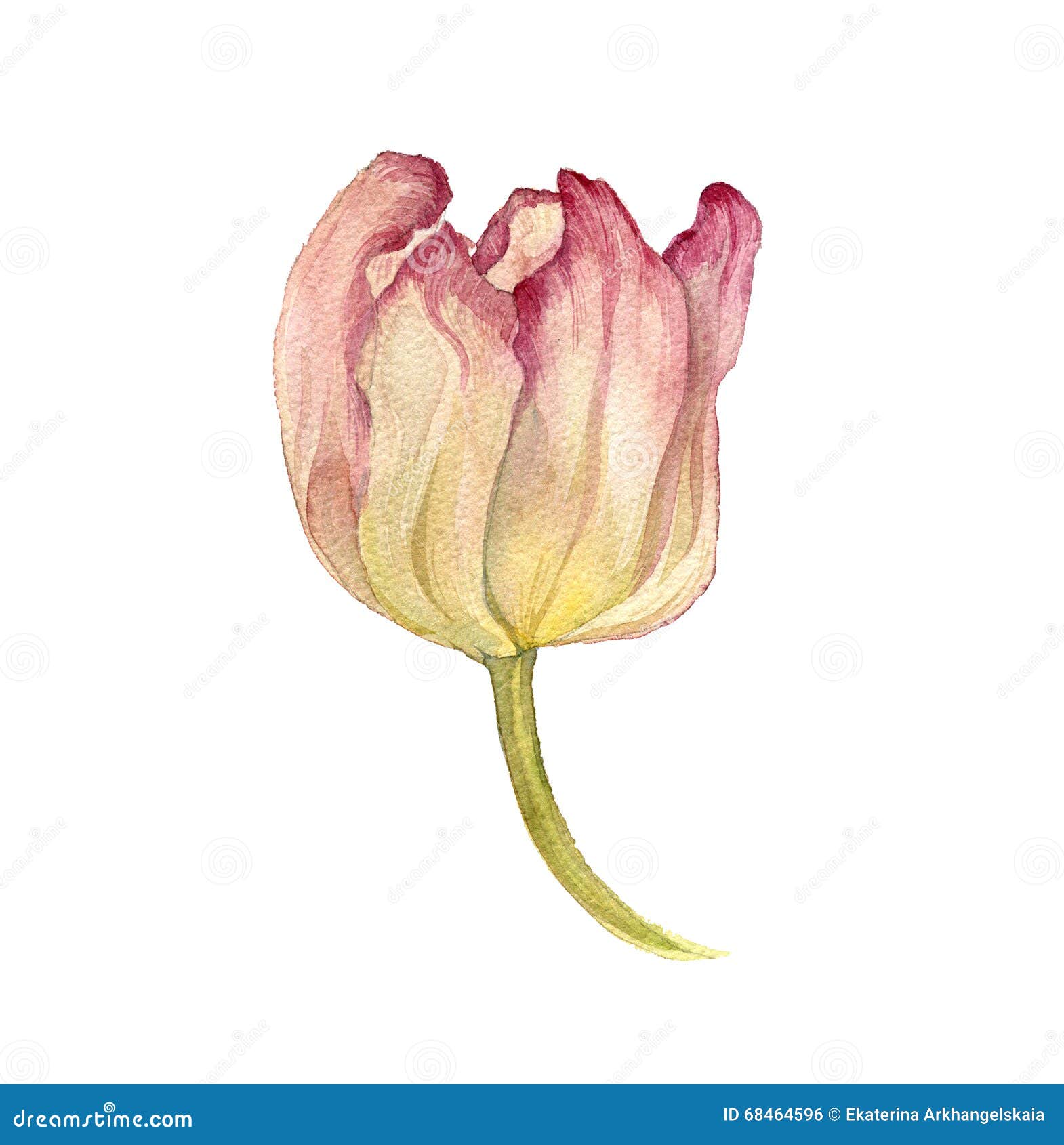 Watercolor pink tulip stock illustration. Illustration of bunch - 68464596