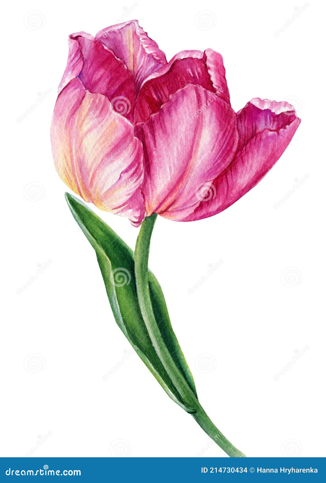 Watercolor Pink Tulip on Isolated White Background, Botanical ...