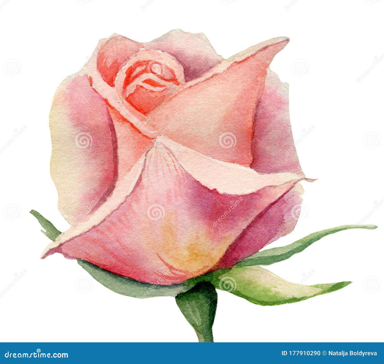 Watercolor Pink and Yellow Rose Bud Stock Illustration - Illustration ...