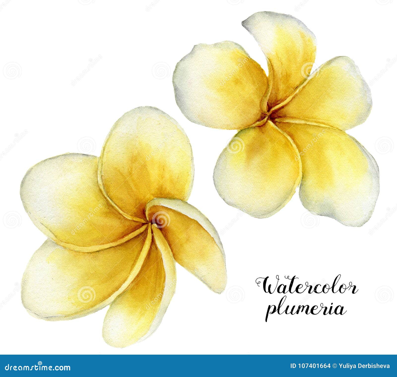 watercolor plumeria set. hand painted tropical flowers  on white background. frangipani. for  or