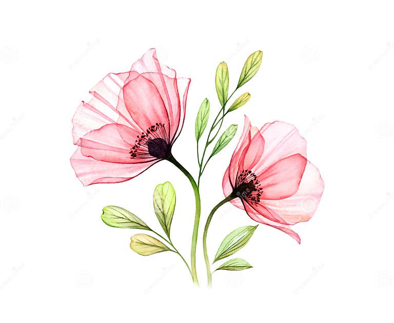 Watercolor Poppy Bouquet. Two Red Flowers with Leaves Isolated on White ...