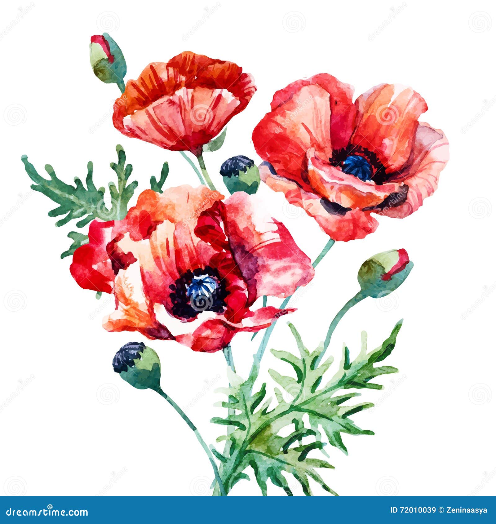 Watercolor Poppy Composition Stock Vector - Illustration of popular ...