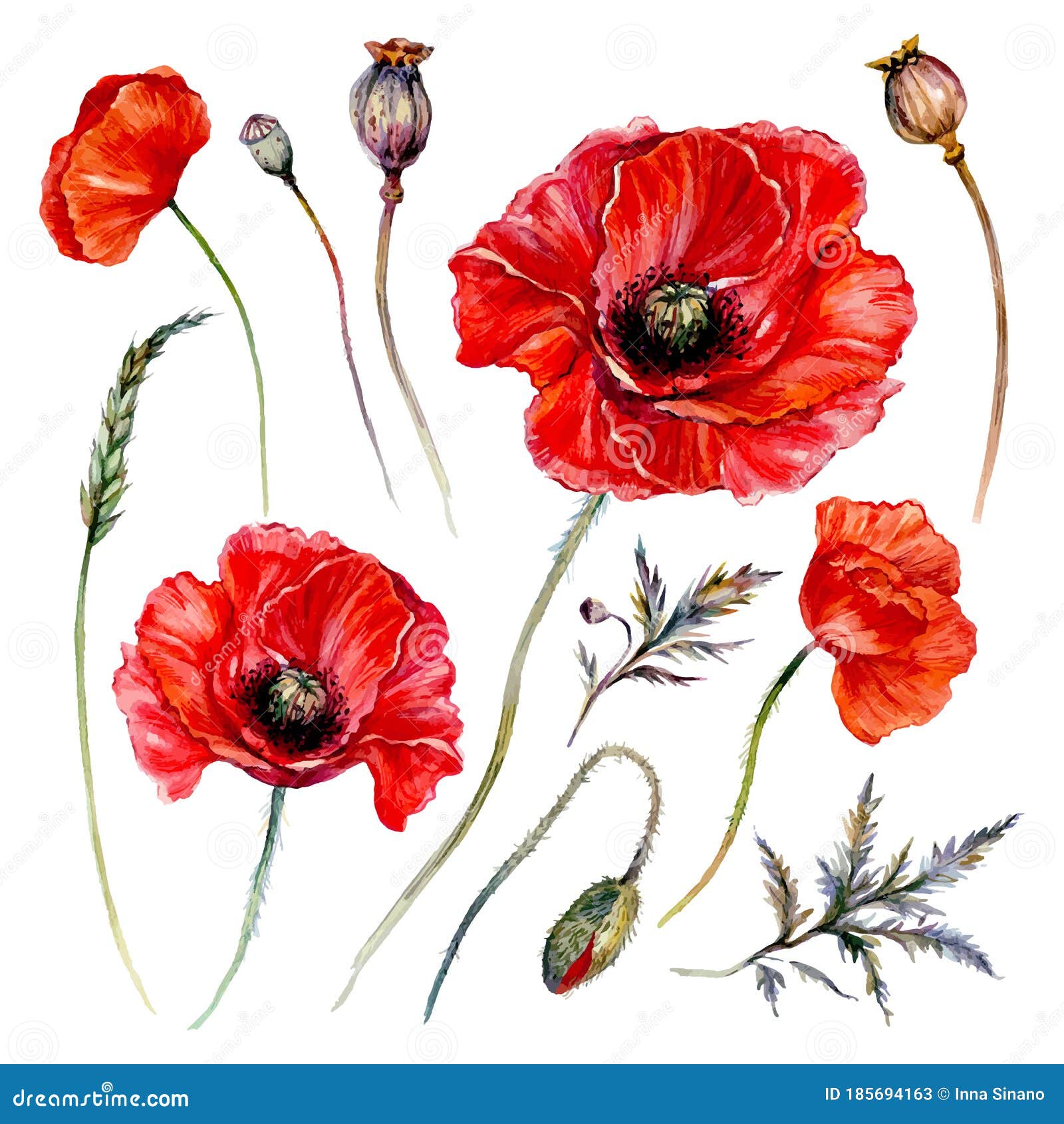 Watercolor Poppy Composition Isolated on White Stock Vector ...