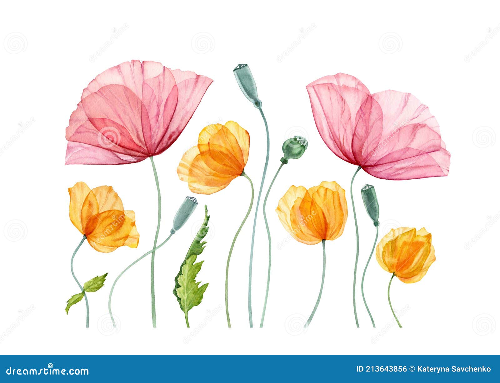 Watercolor Poppy Composition. Summer Field Flowers with Green Leaves ...